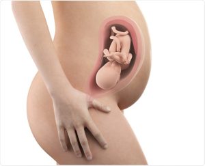 Read more about the article Exploring Silent Fetal Movement: Do Babies Have Quiet Days in the Womb?