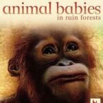 Whiskers and Wobbles: A Dive into Animal Babies in Forests